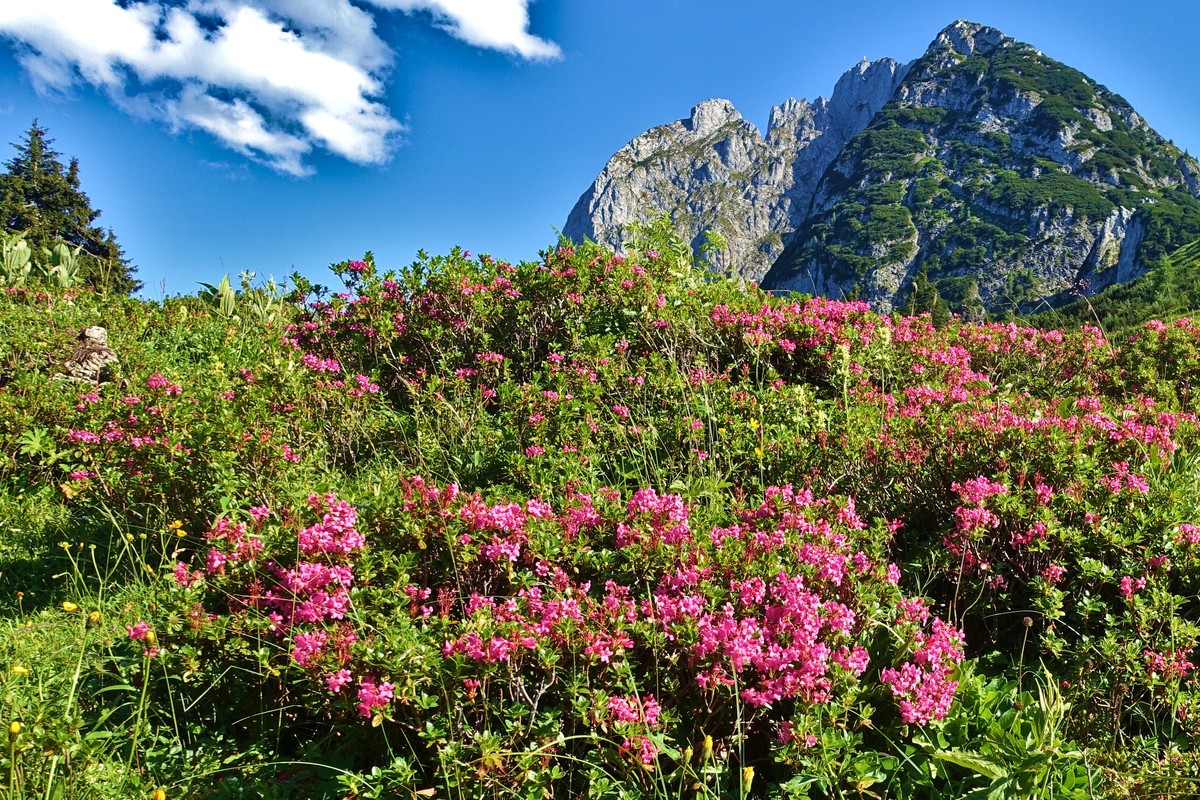 Die herrlichen Alpenrosen, wir sagen "Almrausch" dazu, blühen im Juli üppig in unseren Bergen