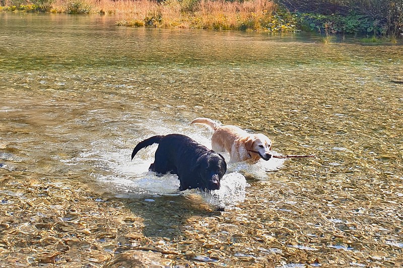 Die Labradors Aaron und Darla genießen die Wasserjagd
