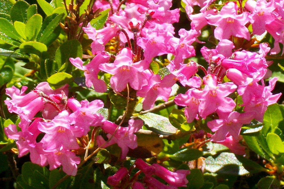 Alpenrosen blühen herrlich auf unseren Bergen