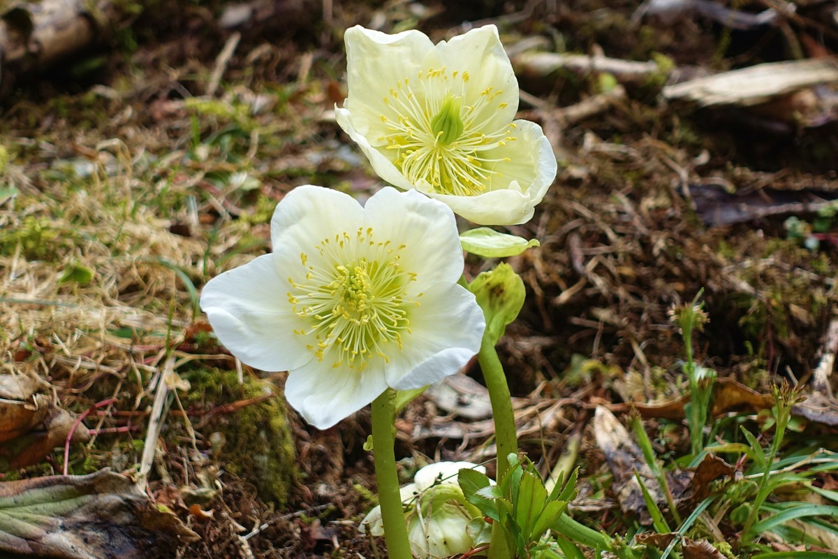 Die herrlichen Schneerosen (Helleborus niger), auch Christrose genannt, blühen jetzt in unseren Wäldern | © Almchalet Goldbergleiten
