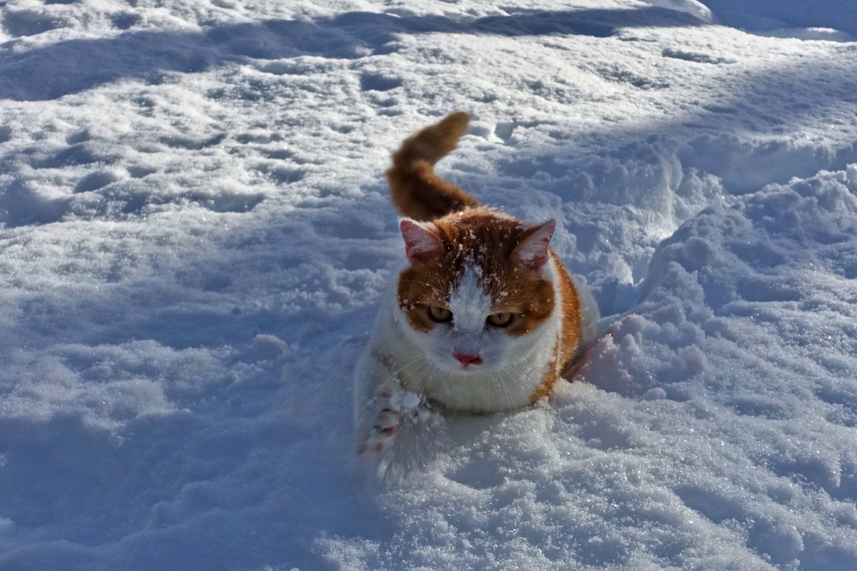 Der Hütten-Schneepflug - Kater Marcel im Wintereinsatz Der Hütten-Schneepflug - Kater Marcel im Wintereinsatz