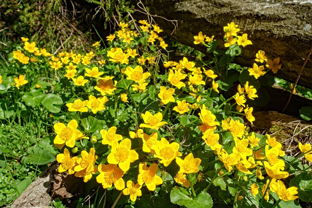 Wilde Sumpf-Dotterblumen (Caltha palustris) blühen jetzt prachtvoll an den Bergbächen