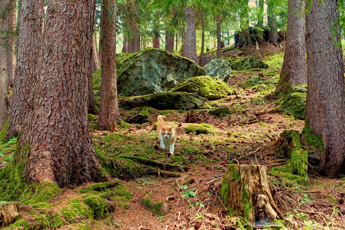 Unser Bergwald ist eine natürliche Klimaanlage, und manchmal begleitet Dich auch unser Hüttenkater | © Almchalet Goldbergleiten Unser Bergwald ist eine natürliche Klimaanlage, und manchmal begleitet Dich auch unser Hüttenkater | © Almchalet Goldbergleiten
