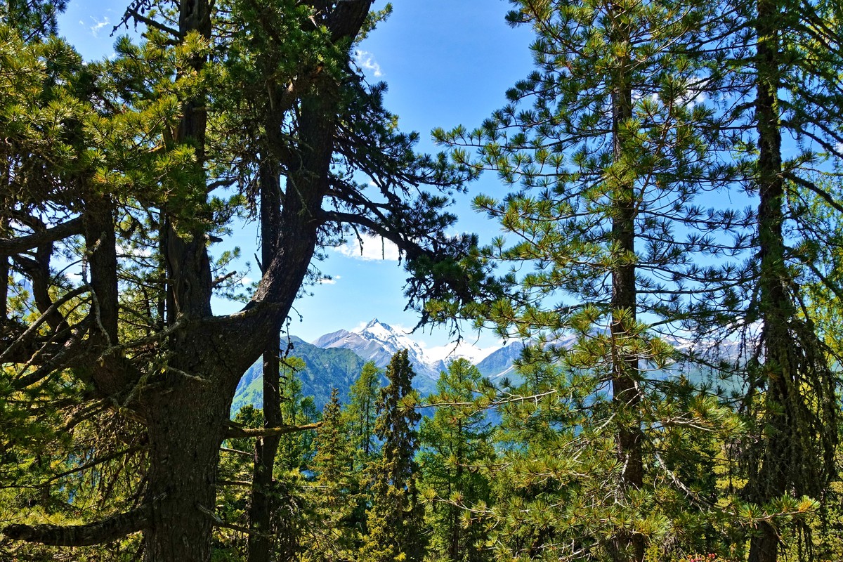 Bequeme Wanderwege in schattigen Zirbenwäldern, und immer wieder grüßt Seine Majestät Großglockner | © Almchalet Goldbergleiten
