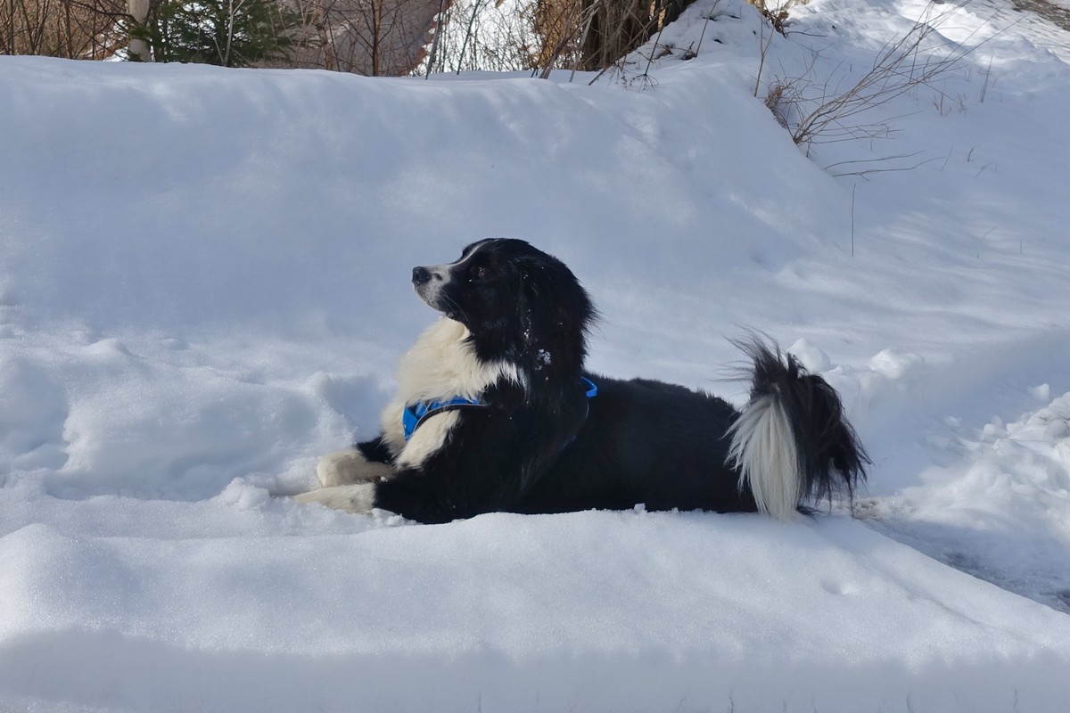 Wenn es sein muss, kann ich aber auch ganz brav ... Wenn es sein muss, kann ich aber auch ganz brav ...