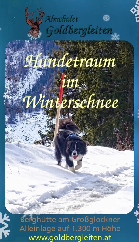 Winterspaß mit Hund