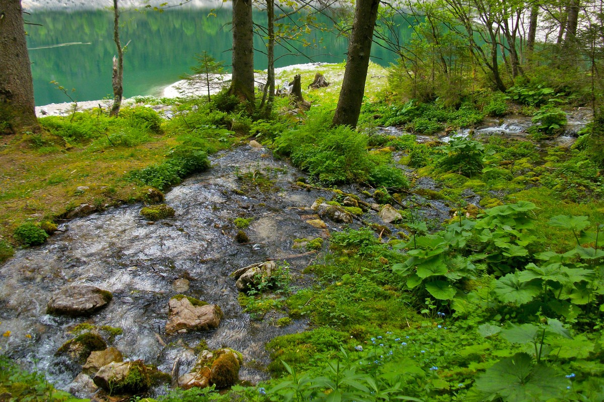 Wasser im Bergwald