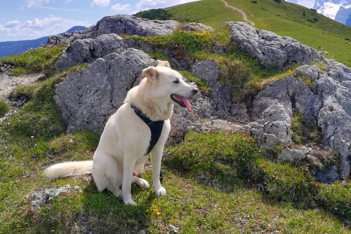 Der Swiss Blanc (Schweizer Schäferhund) fühlt sich hier im Gebirge sichtlich wohl | © Almchalet Goldbergleiten