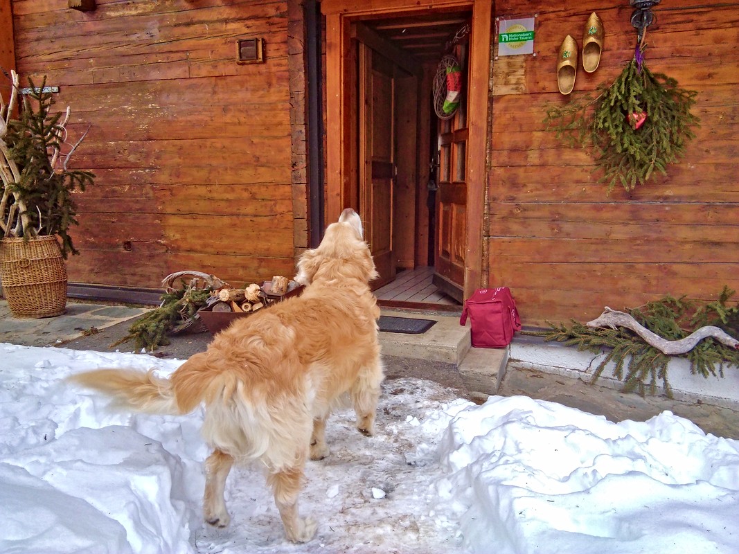Wann geht's endlich los ?! - Golden Retriever-Senior Cricket kann es gar nicht erwarten, dass die Winterwanderung beginnt. Wann geht's endlich los ?! - Golden Retriever-Senior Cricket kann es gar nicht erwarten, dass die Winterwanderung beginnt.
