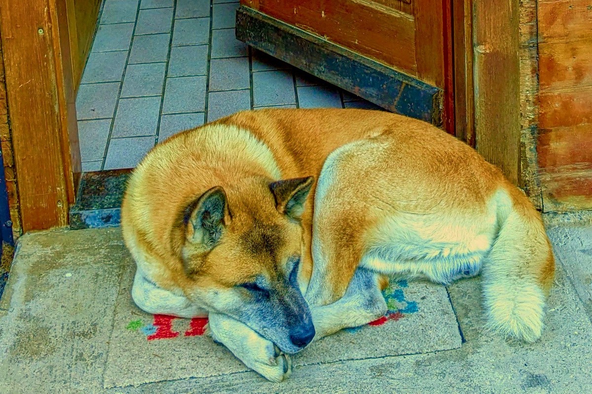 Auch Akita-Inu Hündin Rika meint, an mir kommt keiner vorbei ... Auch Akita-Inu Hündin Rika meint, an mir kommt keiner vorbei ...