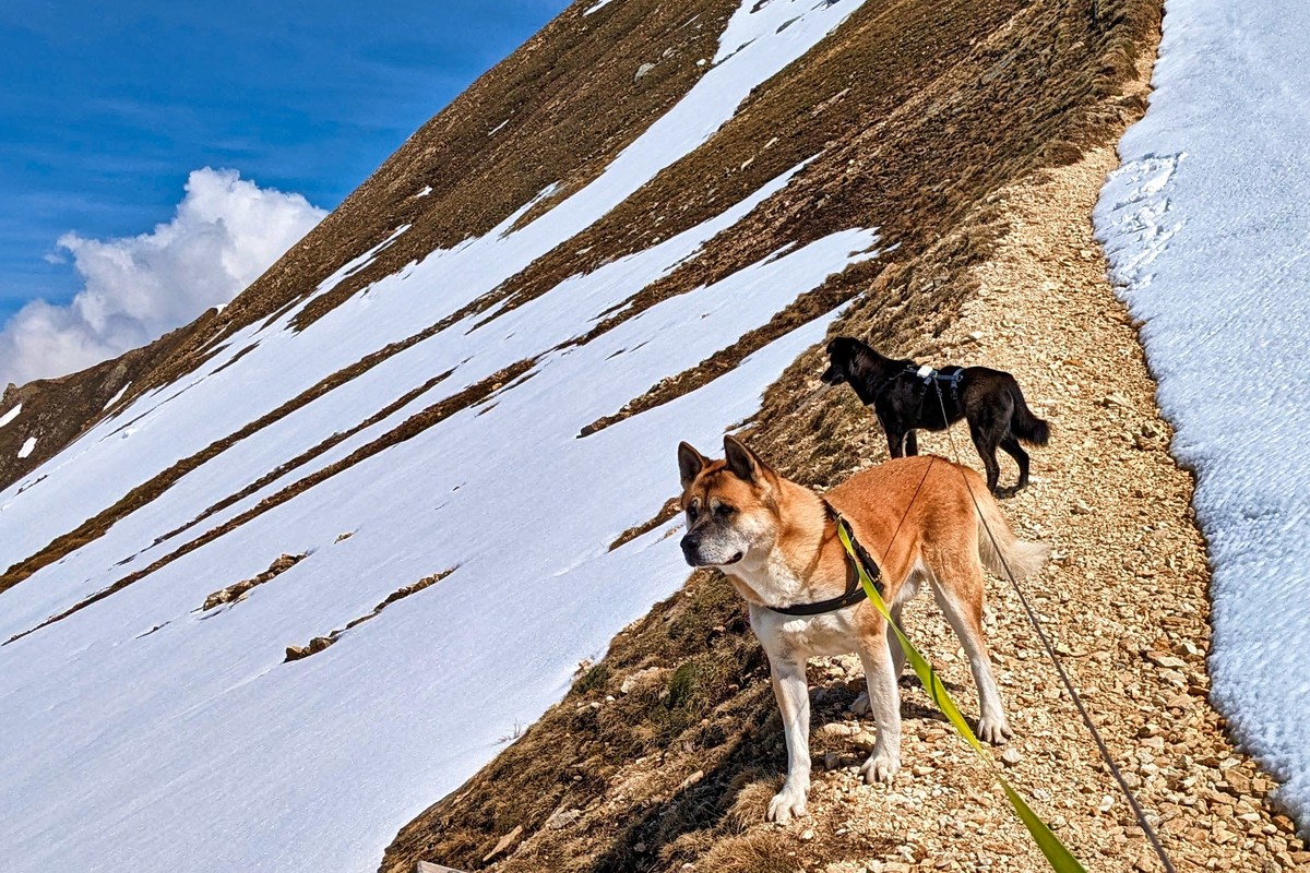Schnee im Sommer? Wie geht das denn, fragt der Hund. | © Almchalet Goldbergleiten