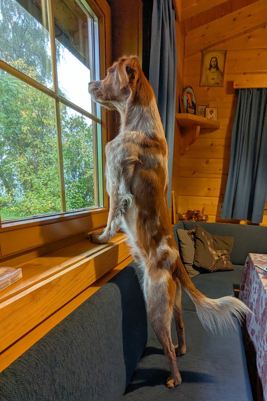 Der Epagneul Breton (Französischer Vorstehhund) Theo hat Rehe in der Wiese beim Chalet erspäht. Der Epagneul Breton (Französischer Vorstehhund) Theo hat Rehe in der Wiese beim Chalet erspäht.