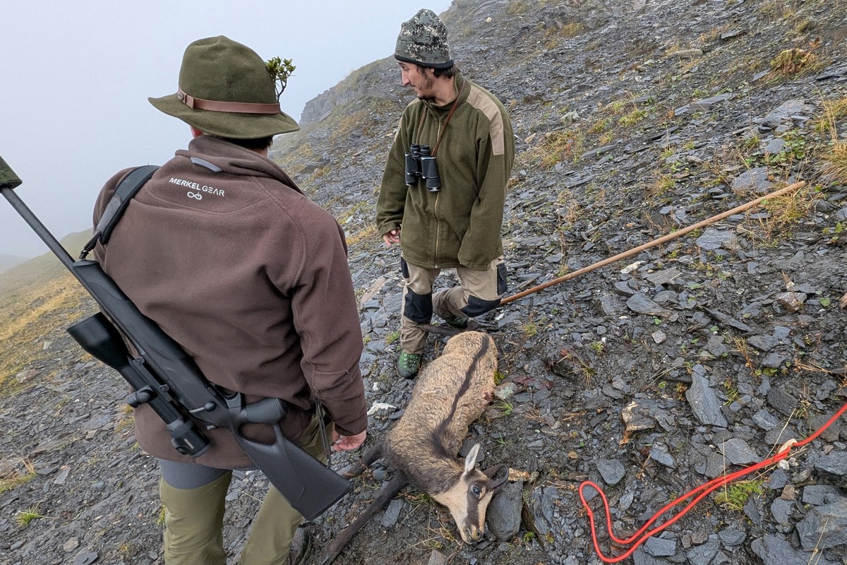 Waidmannsheil, Gams liegt! Eine schöne Geiß, gestreckt an der Grenze zwischen Hochalm und Felsregion | © Almchalet Goldbergleiten Waidmannsheil, Gams liegt! Eine schöne Geiß, gestreckt an der Grenze zwischen Hochalm und Felsregion | © Almchalet Goldbergleiten