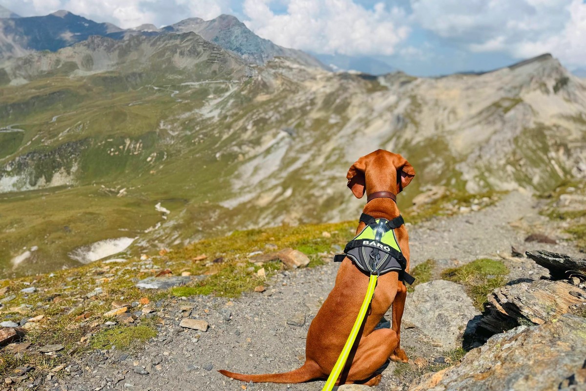 Báró, Magyar Viszla Jagdhund, in der Goldberg-Gruppe. Für sportliche Hunde gibt es unzählige Möglichkeiten auch für hochalpine Wanderungen. Gerne geben wir Euch Tipps und Routenempfehlungen. Báró, Magyar Viszla Jagdhund, in der Goldberg-Gruppe. Für sportliche Hunde gibt es unzählige Möglichkeiten auch für hochalpine Wanderungen. Gerne geben wir Euch Tipps und Routenempfehlungen.