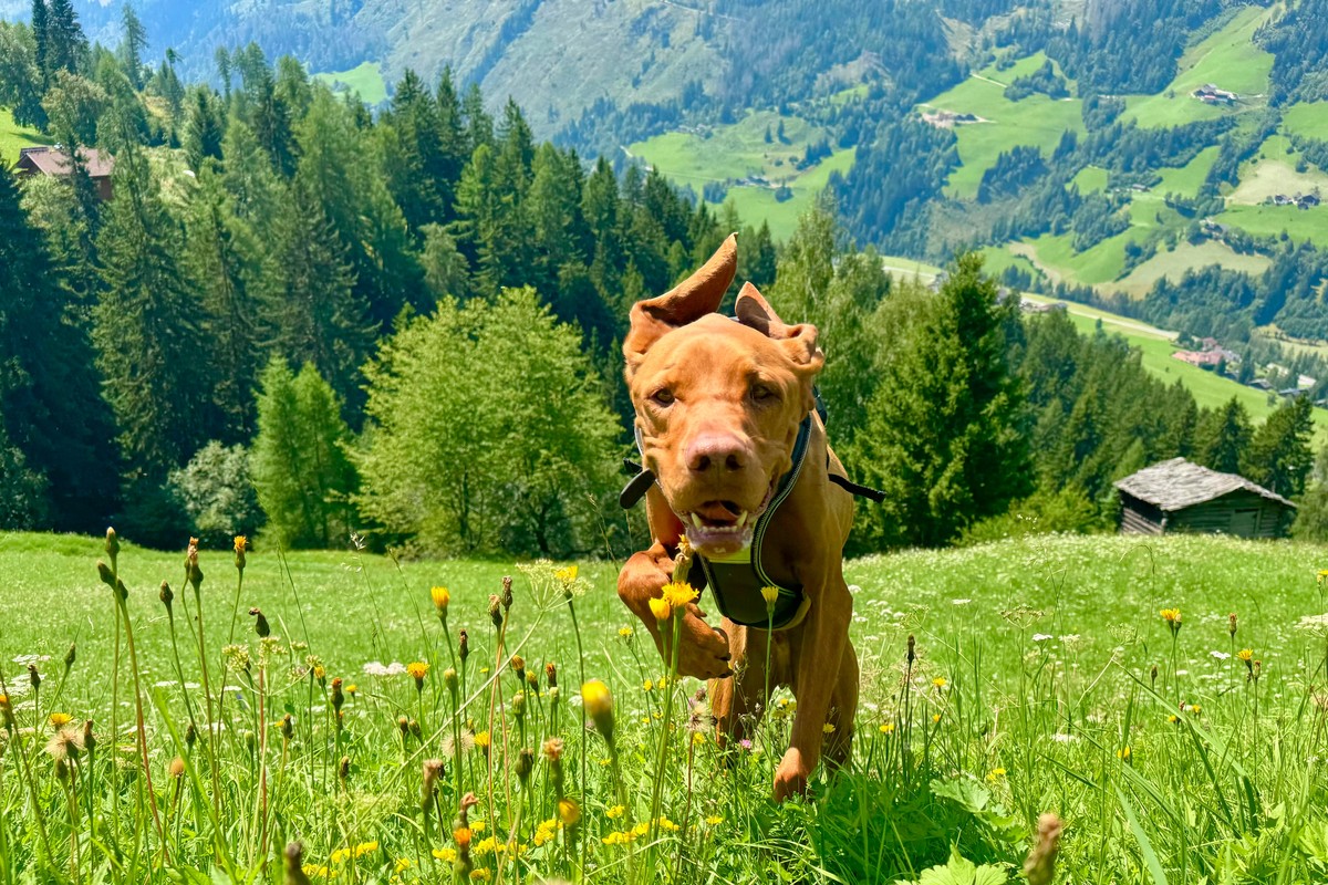 Báró, egy magyar vizsla vadászkutya, a faház melletti réten