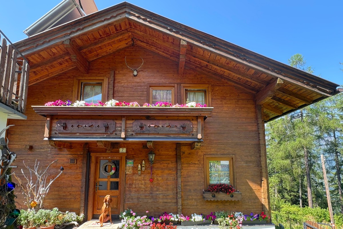 Báró, krásný maďarský lovecký pes vižla, hrdě sedí před naší chatou | © Almchalet Goldbergleiten