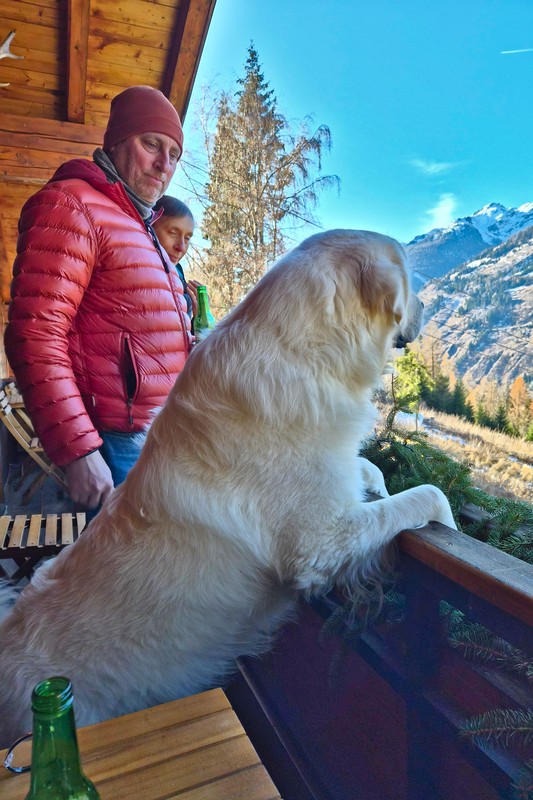 Kuschelig, aber ein richtiger Bär: Der Polski Owczarek Podhalanski (Tatra Schäferhund) Polar aus Polen schaut sich das Panorama vom Hüttenbalkon aus an. Kuschelig, aber ein richtiger Bär: Der Polski Owczarek Podhalanski (Tatra Schäferhund) Polar aus Polen schaut sich das Panorama vom Hüttenbalkon aus an.
