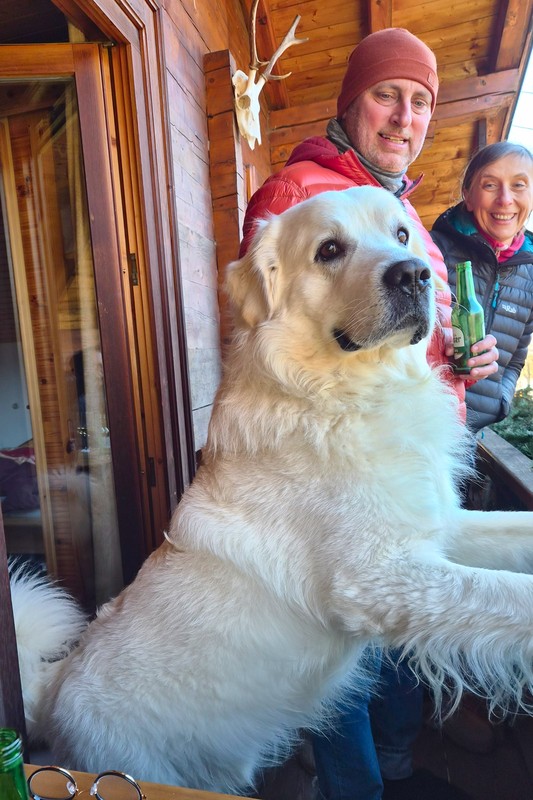 Die Polski Owczarek Podhalanski Hunde lebten früher alleine mit den Schafherden in der Hohen Tatra, und mussten die Herde selbständig gegen Wölfe verteidigen. Die Polski Owczarek Podhalanski Hunde lebten früher alleine mit den Schafherden in der Hohen Tatra, und mussten die Herde selbständig gegen Wölfe verteidigen.