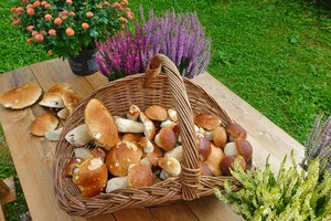 Porcini mushrooms