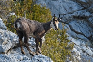 Chamois in the mountains