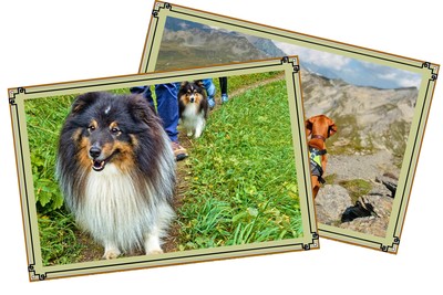 Unsere schönsten Hundefotos
