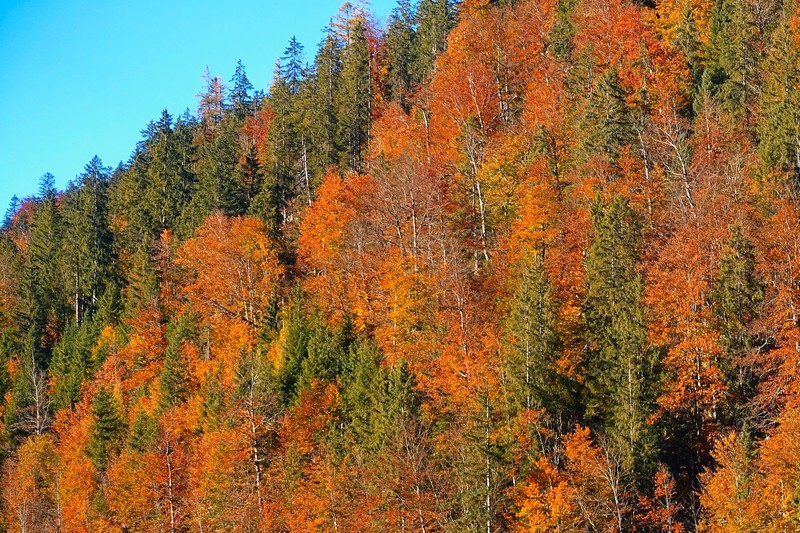 Indian Summer in the mountain forest