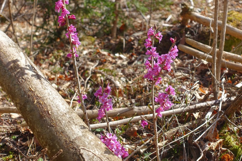 Wild daphne