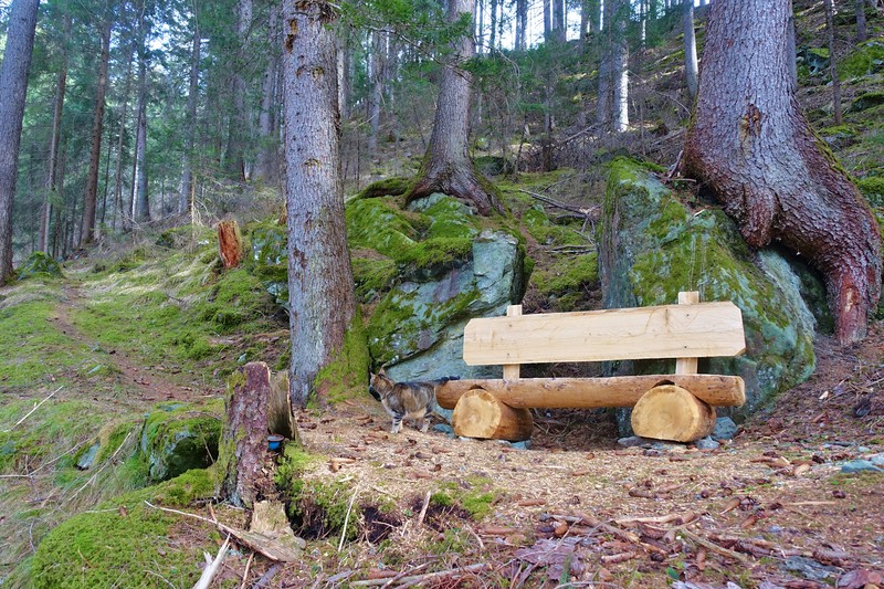 Resting place in the forest