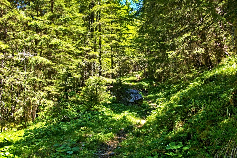 Directly from the mountain hut, rarely used paths and hunting trails lead into nature