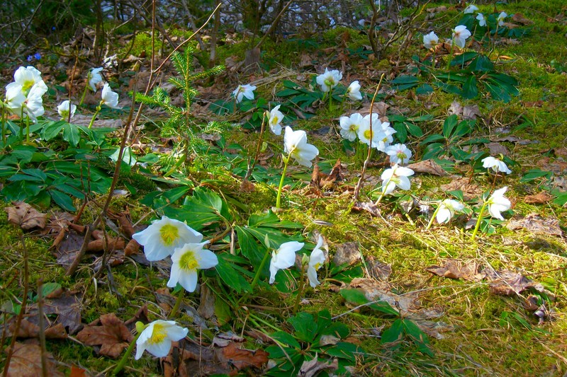 Snow roses