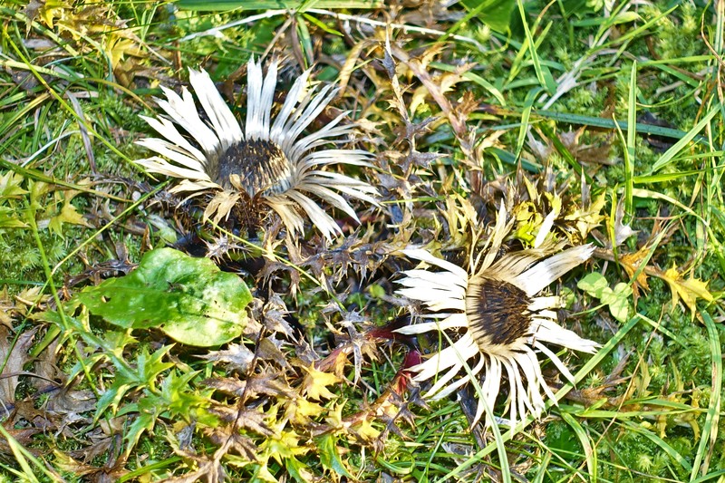 Silver thistles