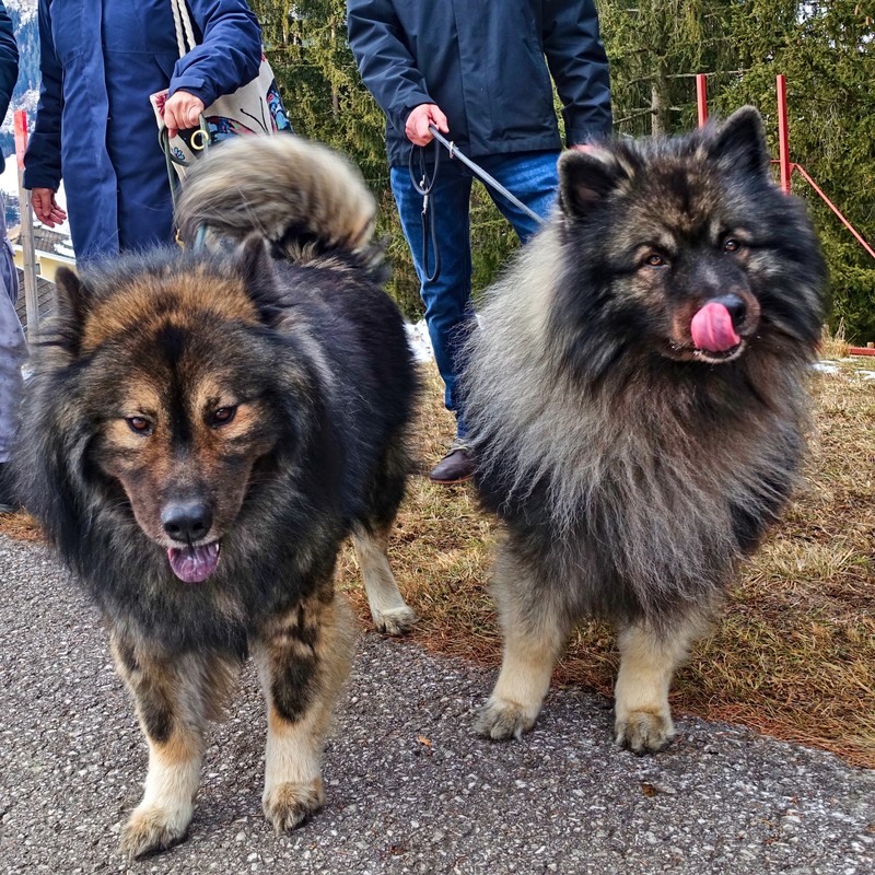 Kuschelbären 2: Den Wolfsspitzen Loki und Mika aus Deutschland haben die Leckerlies sichtlich geschmeckt. Kuschelbären 2: Den Wolfsspitzen Loki und Mika aus Deutschland haben die Leckerlies sichtlich geschmeckt.