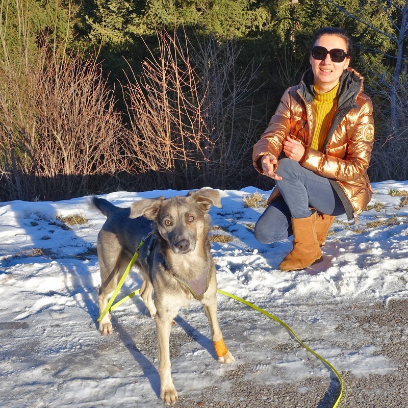 Ria, rumänische Straßenhündin mit trauriger Vergangenheit, die jetzt in Österreich lebt, ist im Winterurlaub bei uns aufgeblüht Ria, rumänische Straßenhündin mit trauriger Vergangenheit, die jetzt in Österreich lebt, ist im Winterurlaub bei uns aufgeblüht