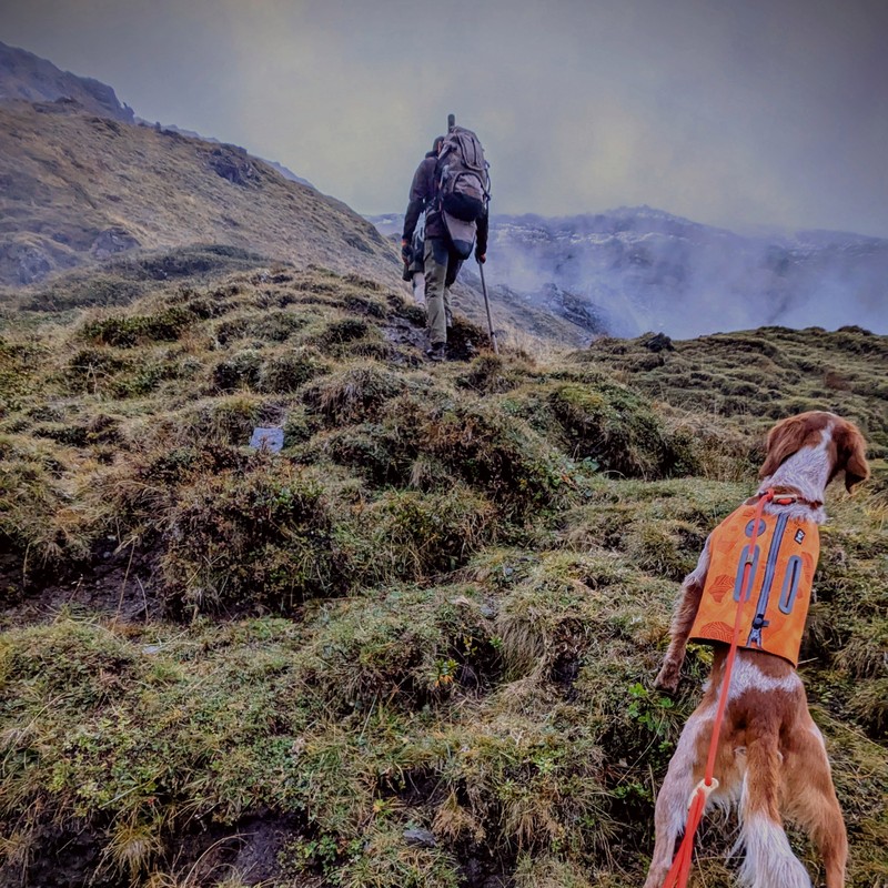 Theo ist auch zur Arbeit hier. Denn der Epagneul Breton ist auch ein hervorragender Schweisshund, und begleitet hier unseren Jagdgast bei der Gamspirsch am Großglockner. Theo ist auch zur Arbeit hier. Denn der Epagneul Breton ist auch ein hervorragender Schweisshund, und begleitet hier unseren Jagdgast bei der Gamspirsch am Großglockner.