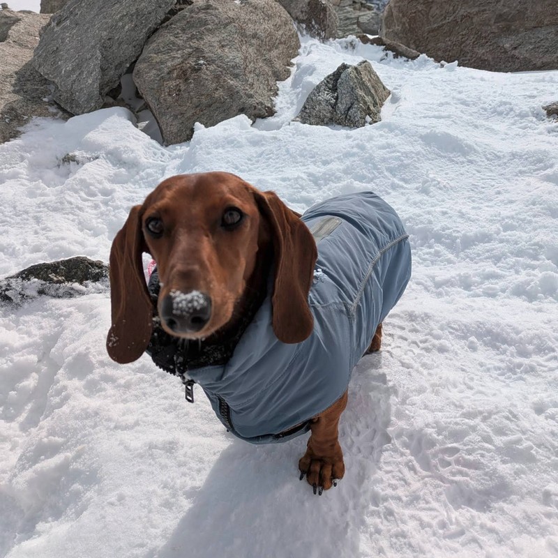 Was da wohl im Schnee verborgen war? Dackel am Mölltaler Gletscher Was da wohl im Schnee verborgen war? Dackel am Mölltaler Gletscher