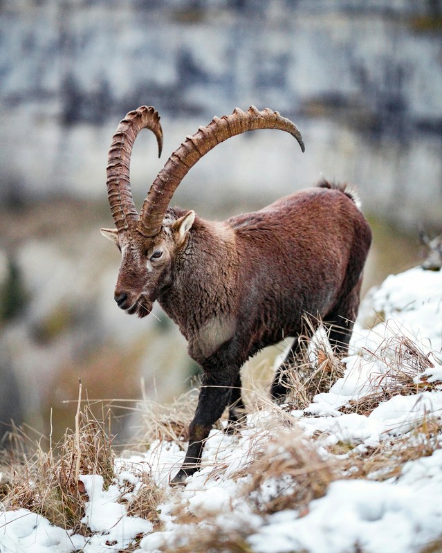 Rund 300 Exemplare des majestätischen Alpensteinbocks (Capra ibex) leben derzeit rund um den Großglockner | © Hugo Sykes