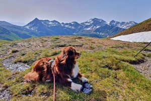 Border-Collie Darwin aus Holland hält Rast auf der Wanderung im Ankogel-Gebiet