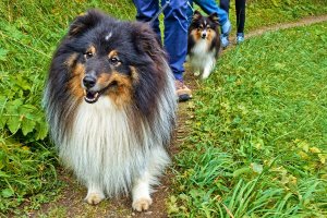 Kuschelbären 1: Zwei gemütliche Fellnasen aus Belgien genießen die sanften Wanderwege bei der Kräuter-Exkursion mit einer Nationalpark-Rangerin.