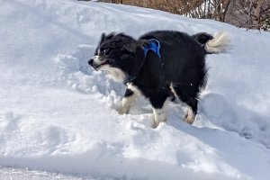 Toben im Schnee ist doch das Größte, meint Samojede-Mischling Appe