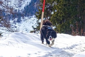 Direkt ab dem Chalet findest Du und Dein Hund zig Kilometer autofreie und fast menschenleere Wander- und Forstwege in der Winterzeit.