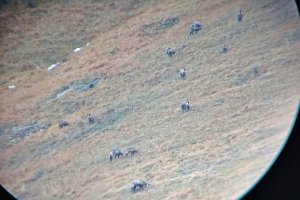 Durchs Spektiv ist ein starkes Rudel zu sehen. Jetzt heisst es, nah genug heranpirschen... | © Almchalet Goldbergleiten