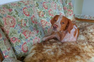 Nach soviel Anstrengung hat sich Theo jetzt einen Ruheplatz im Jagdzimmer redlich verdient.