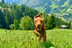 Báró, bildschöner Magyar Viszla Jagdhund aus Ungarn, liebt das Toben auf den Bergwiesen rund um die Hütte