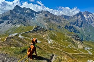 Báró, Magyar Viszla Jagdhund, auf der Edelweißspitze (2.571 m), dem höchsten Punkt der Großglockner-Hochalpenstrasse