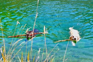 Die Labradors Aaron und Darla genießen die Wasserjagd in unseren Bergseen.
