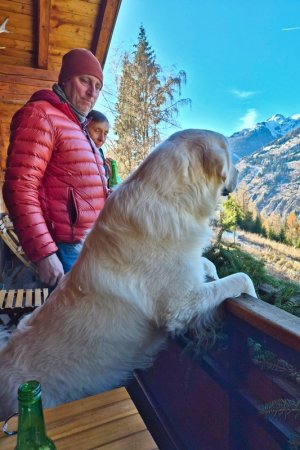 Kuschelig, aber ein richtiger Bär: Der Polski Owczarek Podhalanski (Tatra Schäferhund) Polar aus Polen schaut sich das Panorama vom Hüttenbalkon aus an.