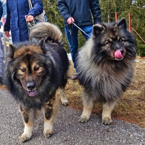 Kuschelbären 2: Den Wolfsspitzen Loki und Mika aus Deutschland haben die Leckerlies sichtlich geschmeckt.