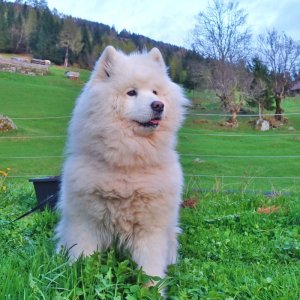 Kuschelbären 3: Samojede-Hundedame Same gefällt der Frühling im Hüttengarten.