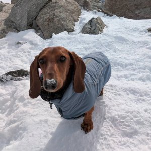 Was da wohl im Schnee verborgen war? Dackel am Mölltaler Gletscher